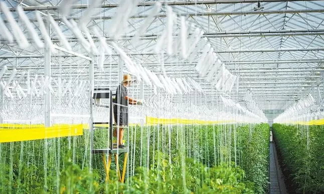 加強規?；N植基地建設與農業生產托管服務，助力蔬菜產業穩定發展