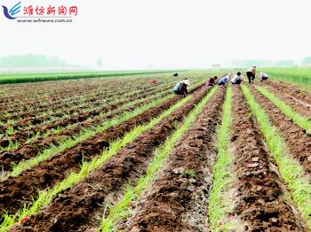農業生產托管服務 賦能現代農業，繪就鄉村振興新圖景